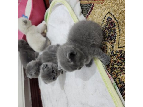 Enfes güzellikte scottish fold yavrular
