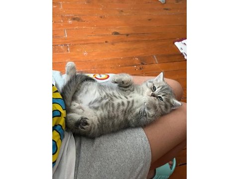 Orjinal saf kan scottish fold bebekler