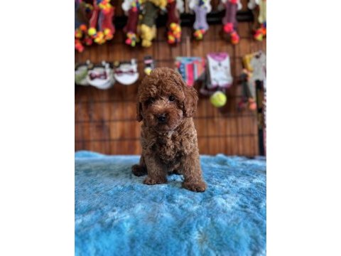 Her eve uygun poodle bebekler