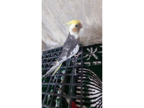 Yavru sultan papağanı 3 aylık