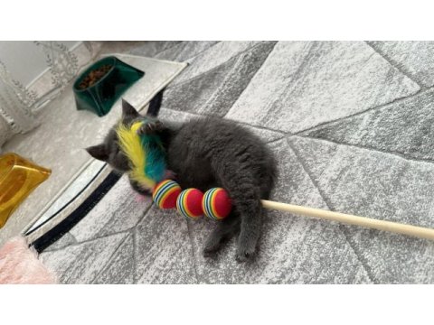 2 aylık british shorthair kedimiz