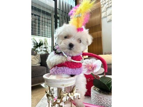 Maltese tatlı yavru köpeklerimizle tanışın!