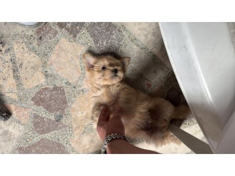 En uygun maltipoo