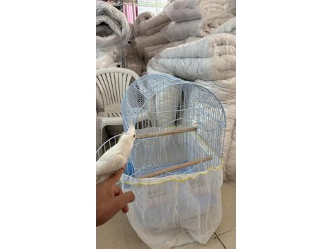 2 buçuk aylık sultan papağanı büyük kafesi acil