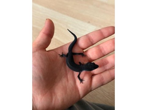 Black night leopard gecko