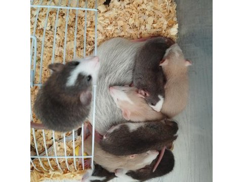 Dumbo rat husky ve karamel bebekler acil