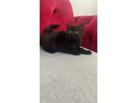 3 aylık dişi ve erkek british shorthair yavru