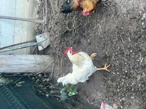 2 adet sadece sabahları öten horoz