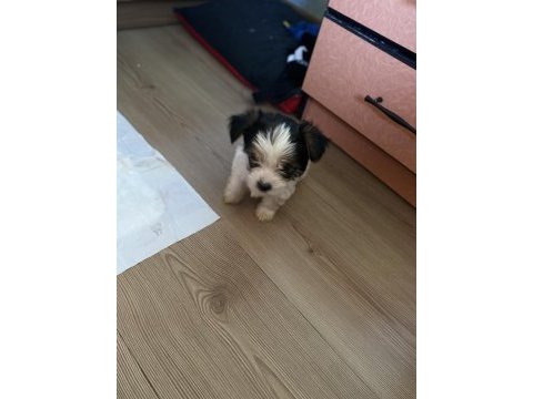 Evcil yavru köpekler