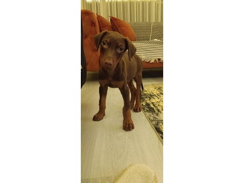 Doberman yavrular dişi ve erkek