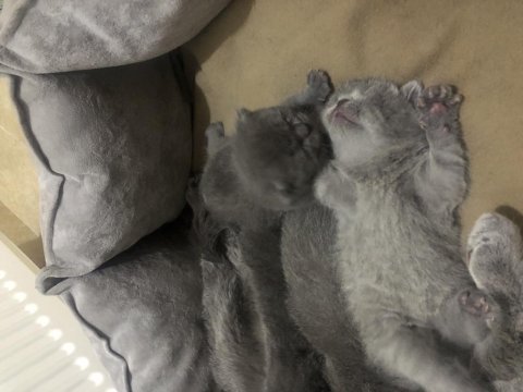 British shorthair miniklerimi güzel bir yuva arıyorum
