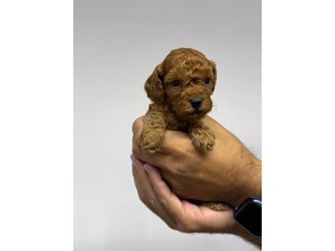 Toy poodle köpeğimiz