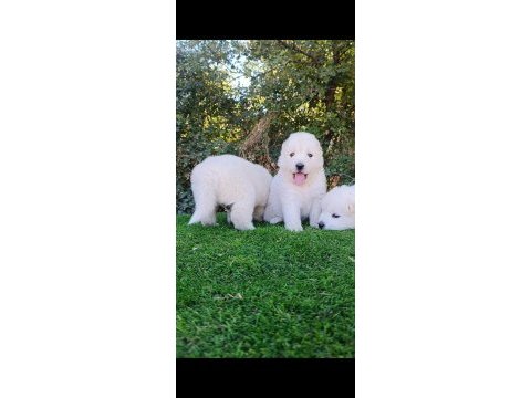 Pamuk samoyed bebekler