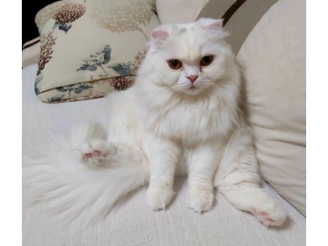 Scottish fold longhair sahiplendirilecek (konya içi)