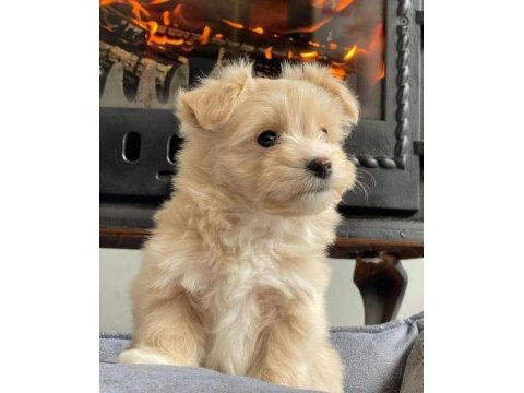 Zeki ve tüy dökmeyen maltipoo yavrularımız