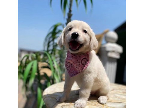 Orijinal golden retriever bebekler
