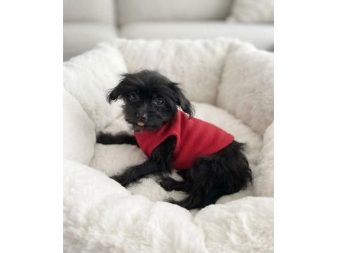 Hiç büyümeyecek minik yavru köpeğimiz