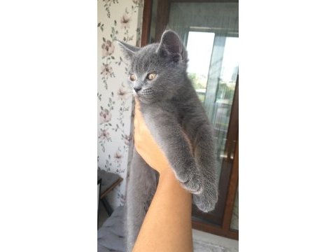 Dişi british shorthair