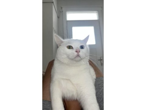 Ankara kedisi için ulaşın
