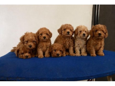 Toy poodle bebek köpekler