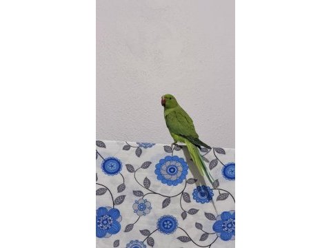 Pakistan papağanı 9 aylık erkek
