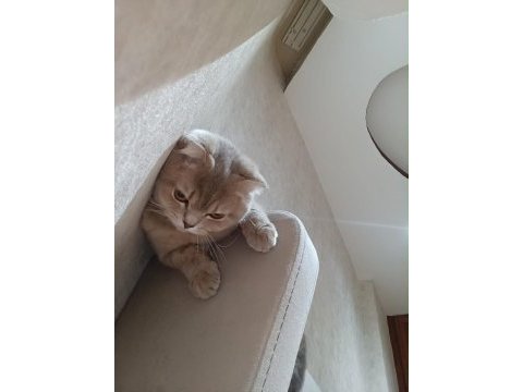 Sevimli dişi minnoş scottish fold