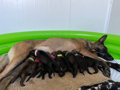 Safkan ırk garantili malinois yavrular