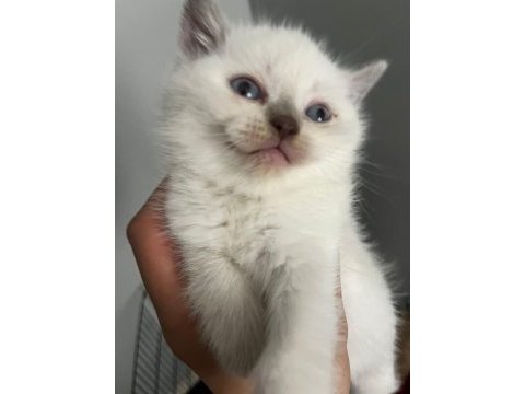 40 günlük blue point british shorthair yavrular