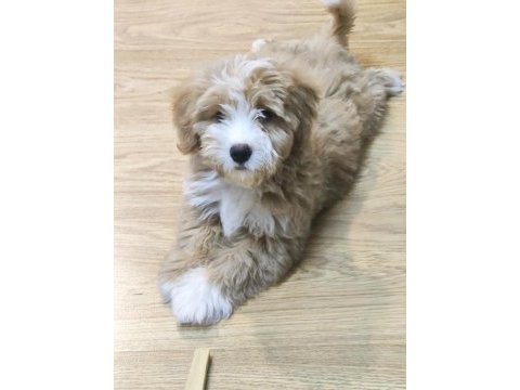 Maltipoo köpeğimize acil sahip arıyoruz