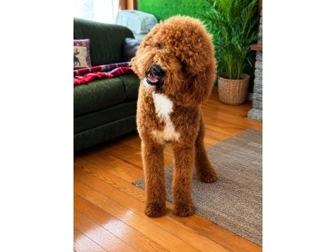 Dev poodle yavruları