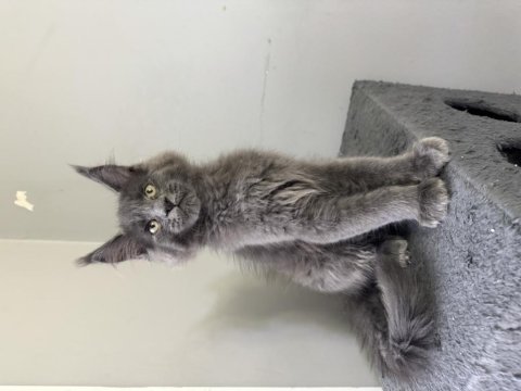 Standart üstü yavrularım safkan maine coon