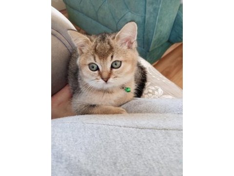 Kedi ilanı british longhair