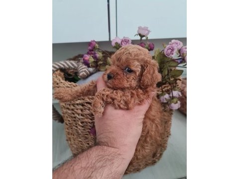 Toy poodle köpeğimiz ankara batıkent