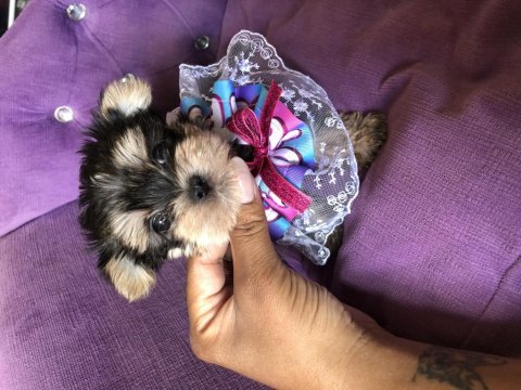 Extreme morkie mini kız