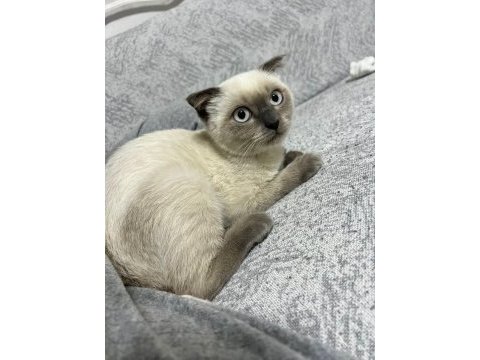 Scottish fold erkek