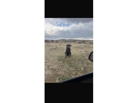 Koruma köpeği cane corso 10 aylık