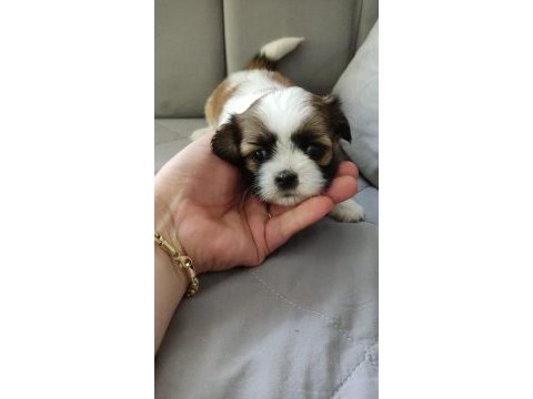 Yavru shih tzu çok uygun fiyatlı