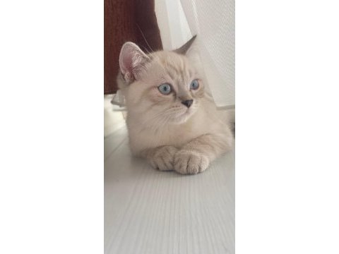 Eşsiz güzellikte british kedimiz