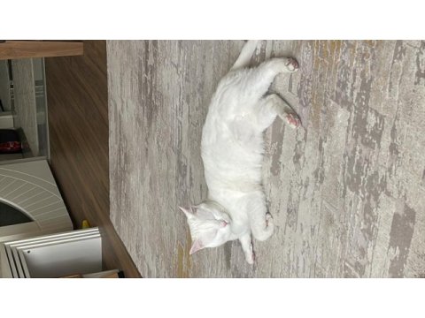 Uysal temiz erkek kısır ankara kedisi