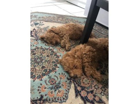 Red brown toy poodle