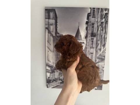 Orjinal teacup toy poodle dişi yavrular