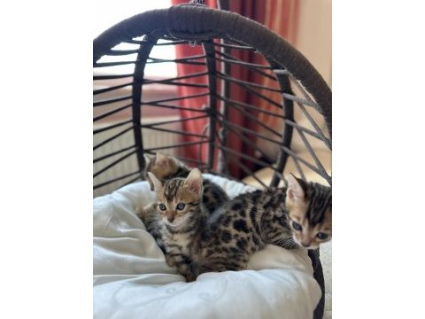Bengal kedisi kardeşler