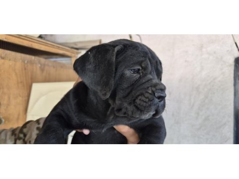Cane corso 35 günlük yavrular