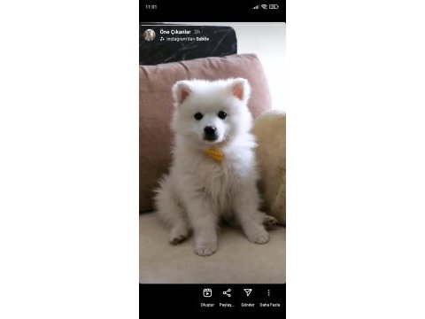 Pomeranian spitz