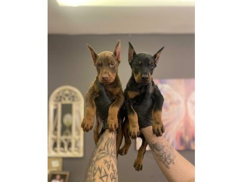 Safkan doberman yavruları