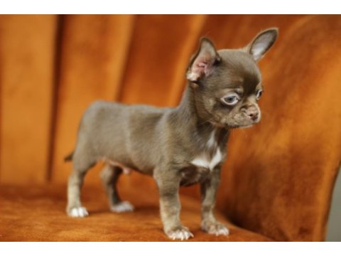 Egzotic teacup chihuahua