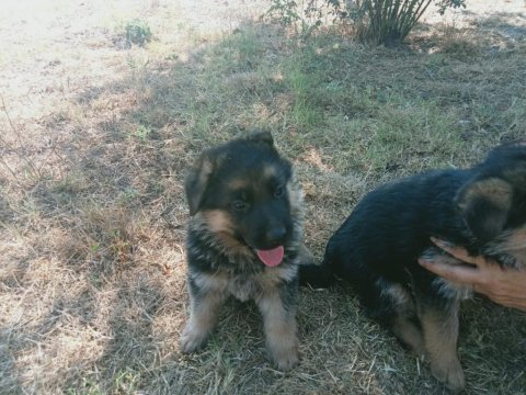 Alman kurt köpekleri