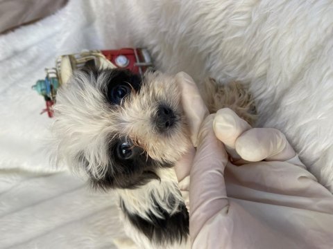Morkie renkli gözlü dişi yavrularımız