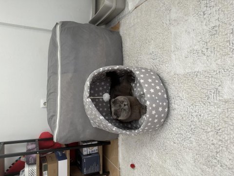 Ücretsiz sahiplendirme scottish fold 2 yaşında