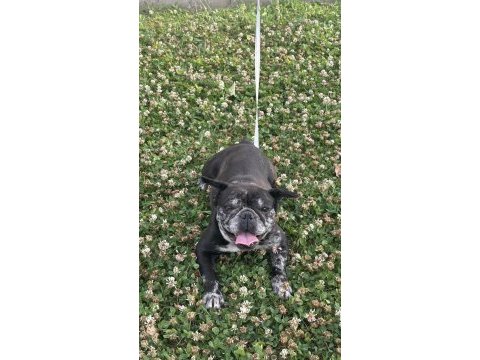 3 yaşında dişi french bulldog